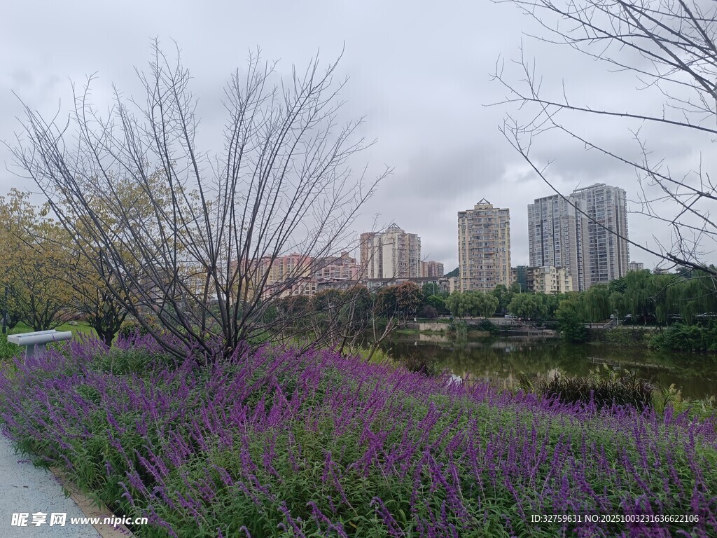 城市中綻放的紫色花卉景觀