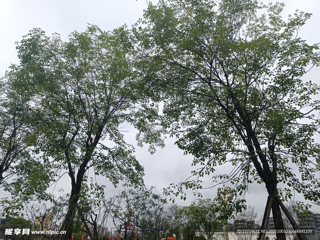 戶外綠樹景致