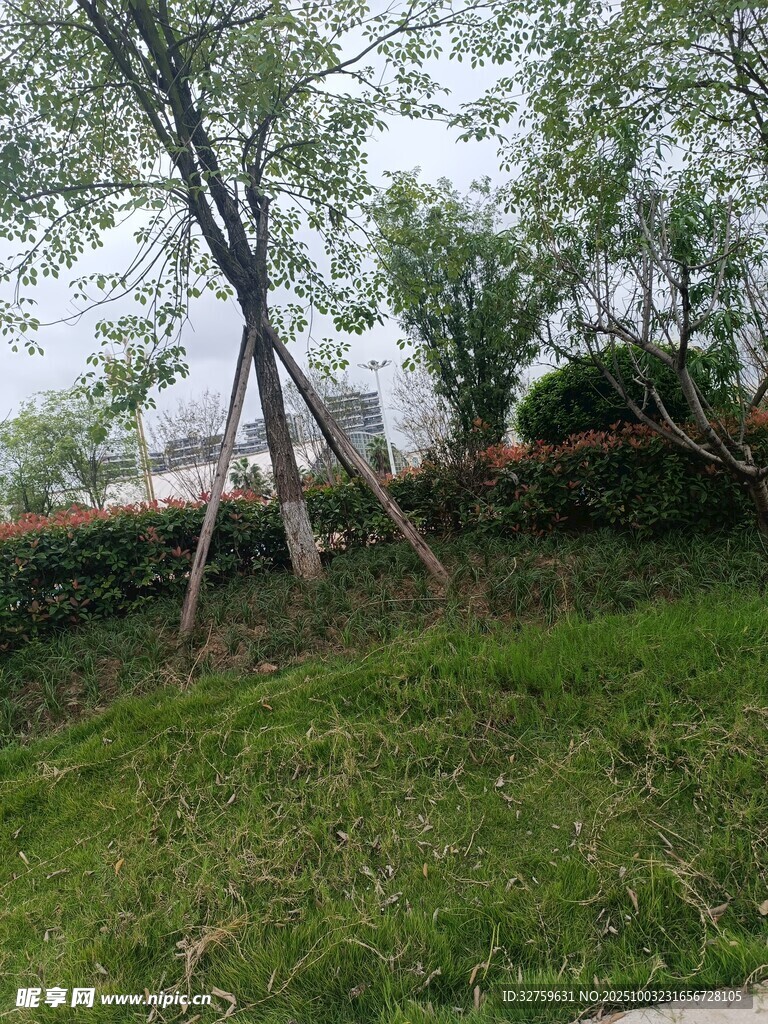 戶外草地樹木風(fēng)景圖