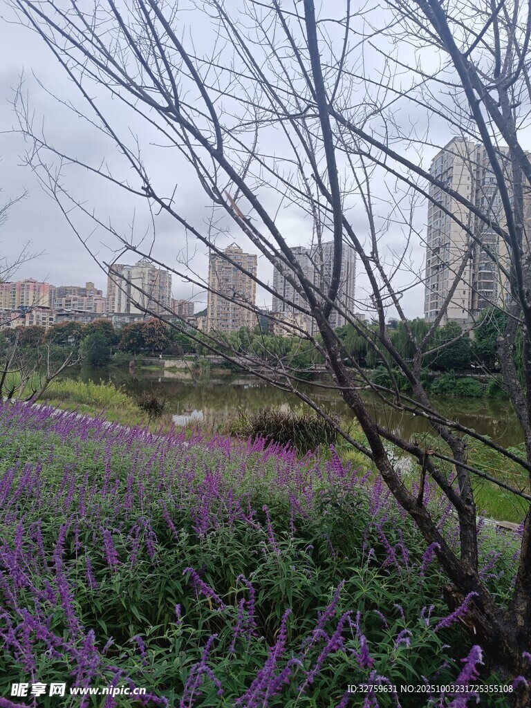 城市中綻放的紫色花叢
