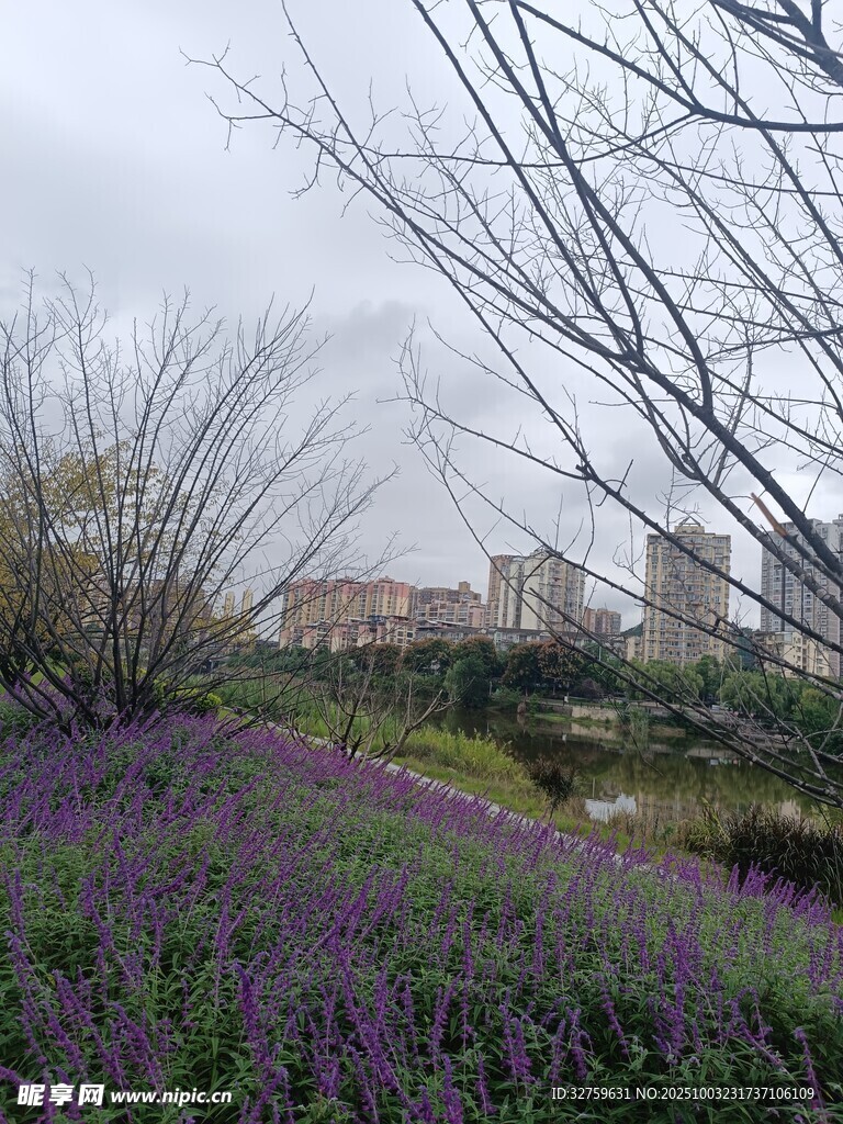 城市中綻放的紫色花田