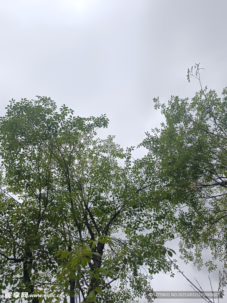 雨中蔥郁樹木