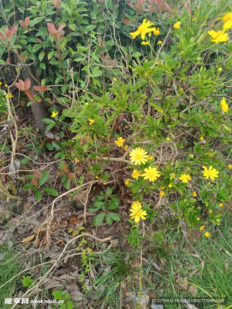 野外綻放的黃色小花