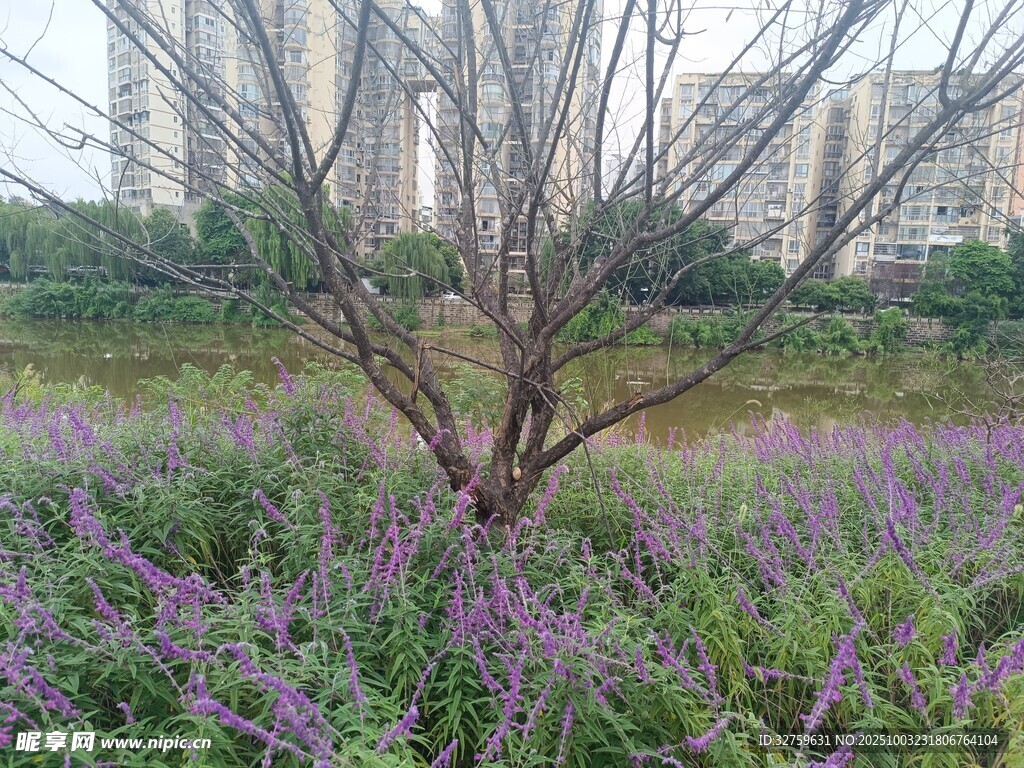 湖畔紫花枯樹(shù)城市景致