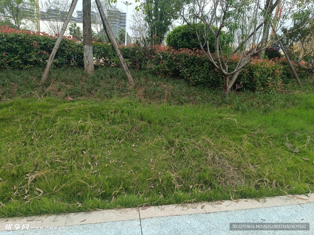 路邊綠意盎然的草地景觀