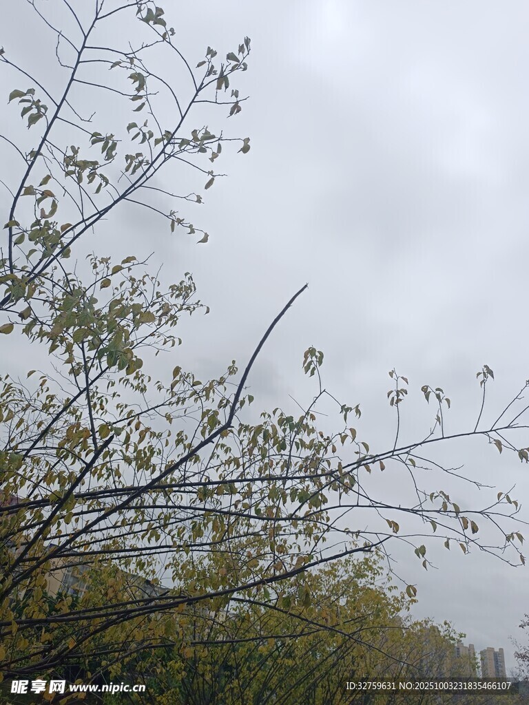 陰天樹枝景色