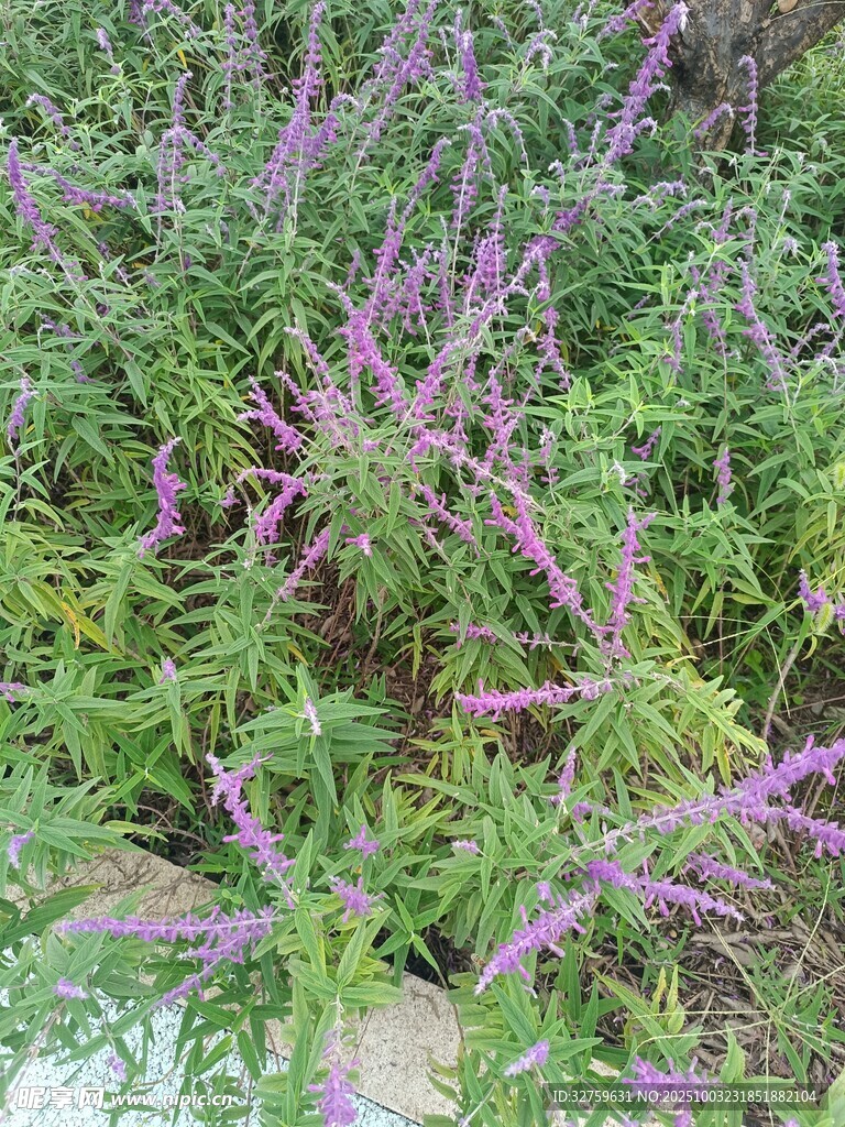 紫色穗狀花草植物景觀