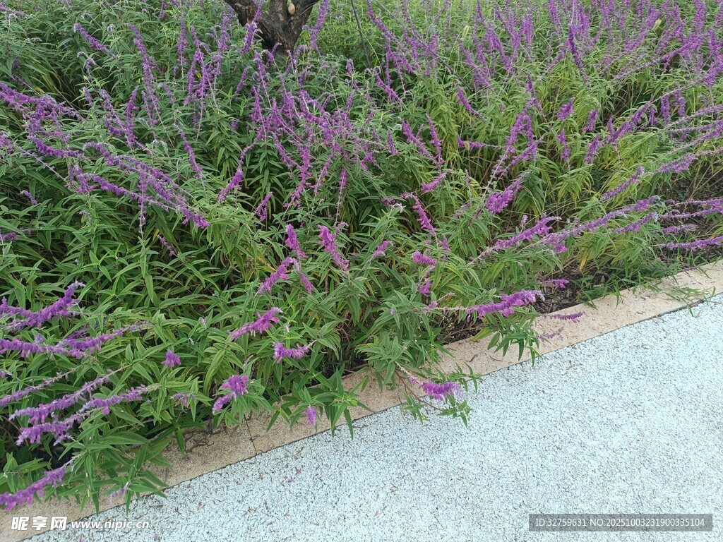 路邊紫色繁茂花草景觀