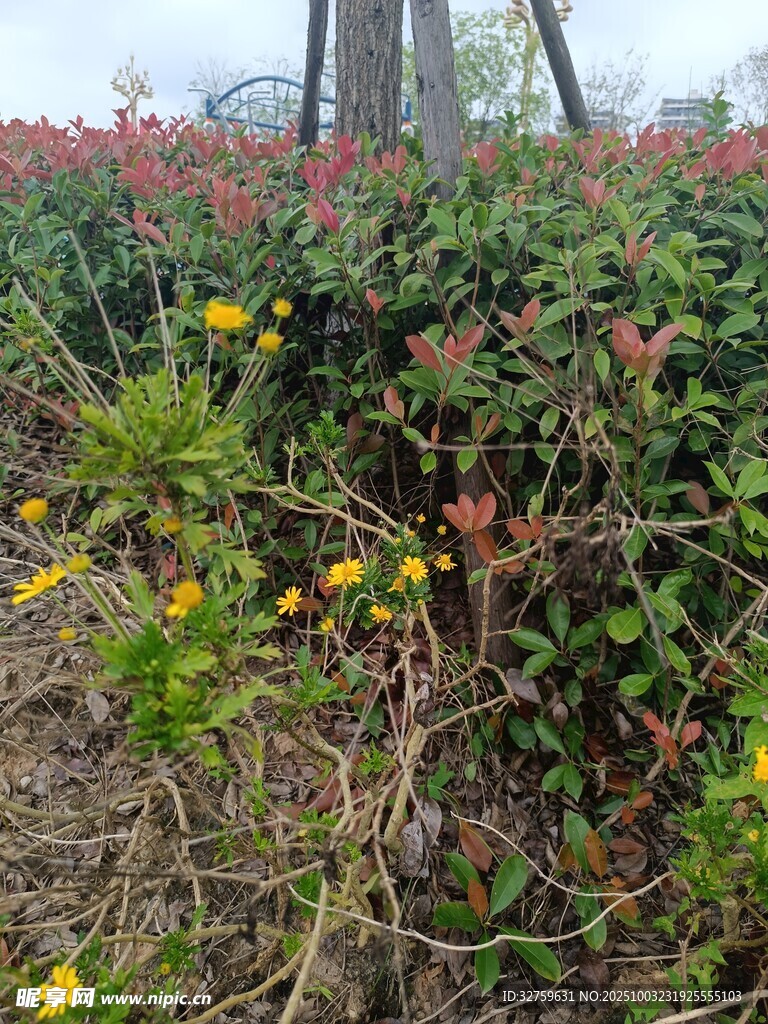 春日多彩花叢景觀