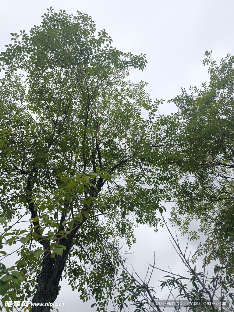 雨中蔥郁樹木