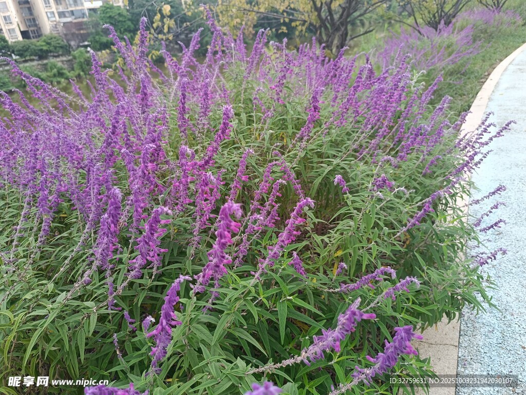 路邊綻放的紫色美麗花叢