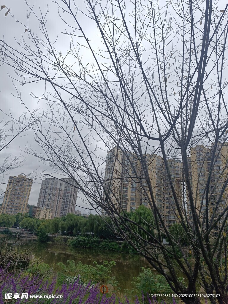 城郊枯樹與遠處樓宇景觀