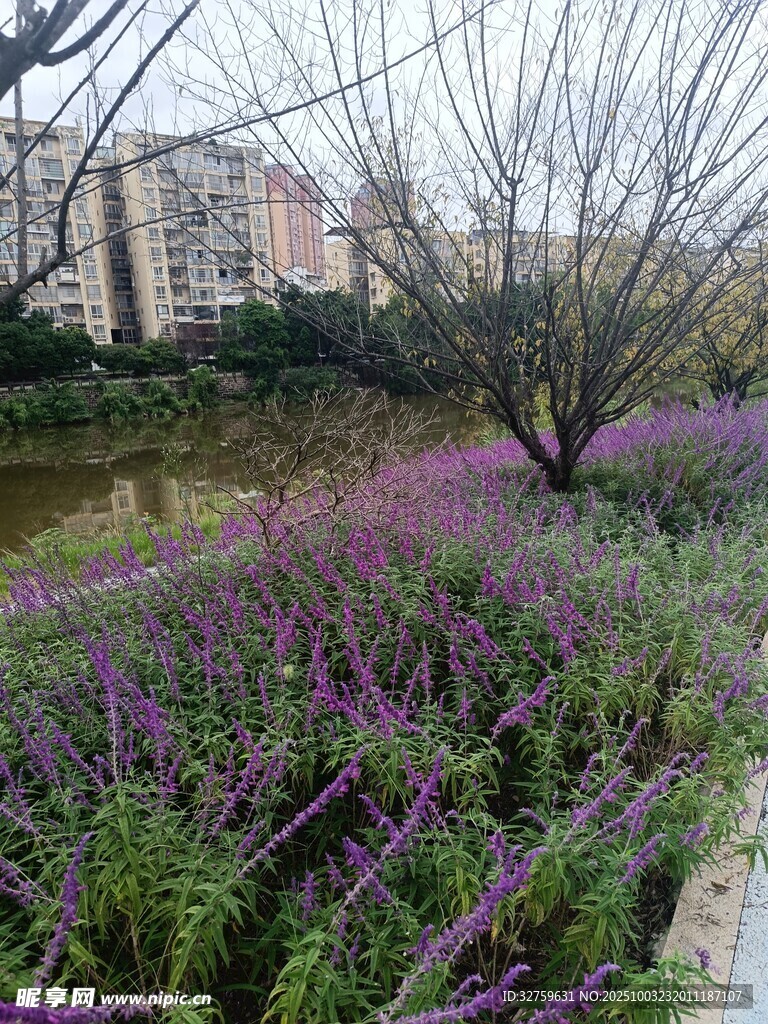河畔紫花與光禿樹木景觀