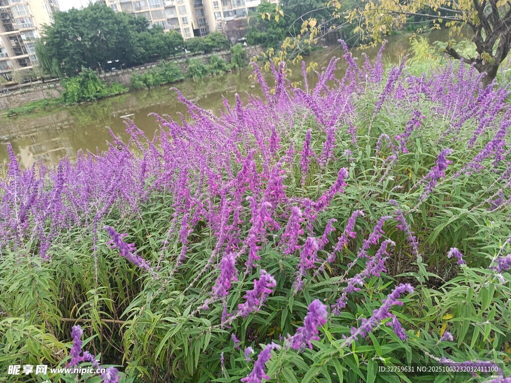 紫色花叢綻放于戶外