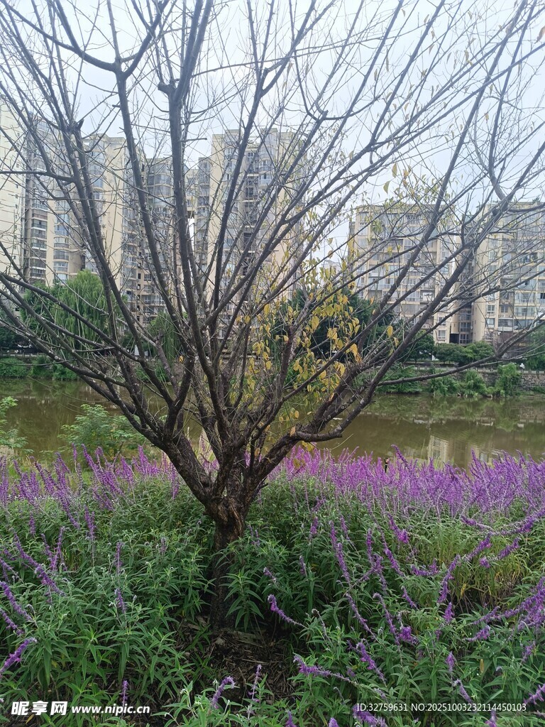 湖畔枯樹旁的爛漫花叢