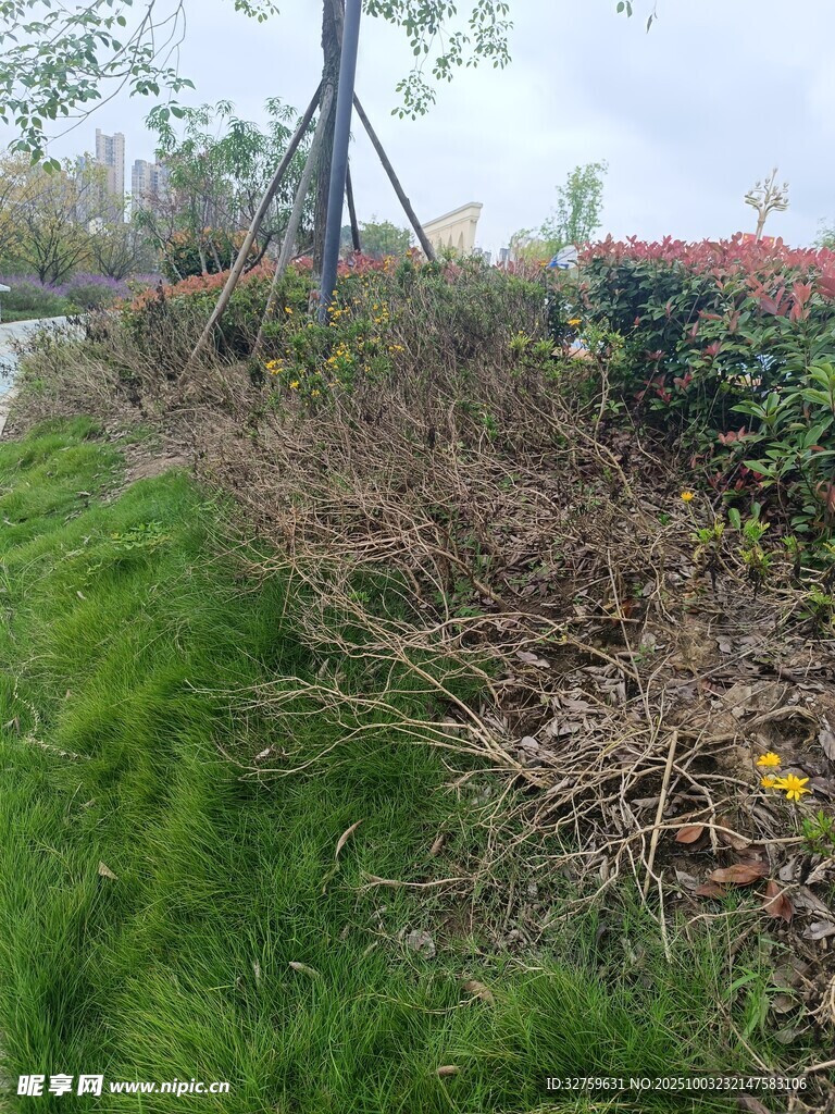 路邊枯萎植物景象