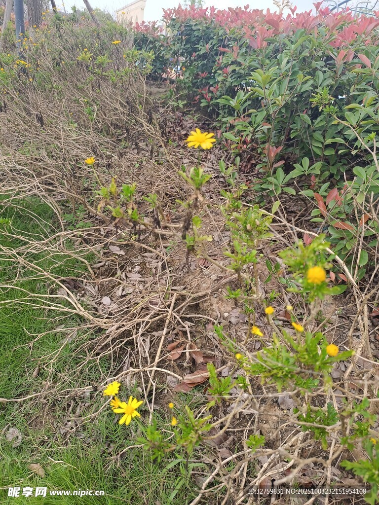 草叢中的黃色小花