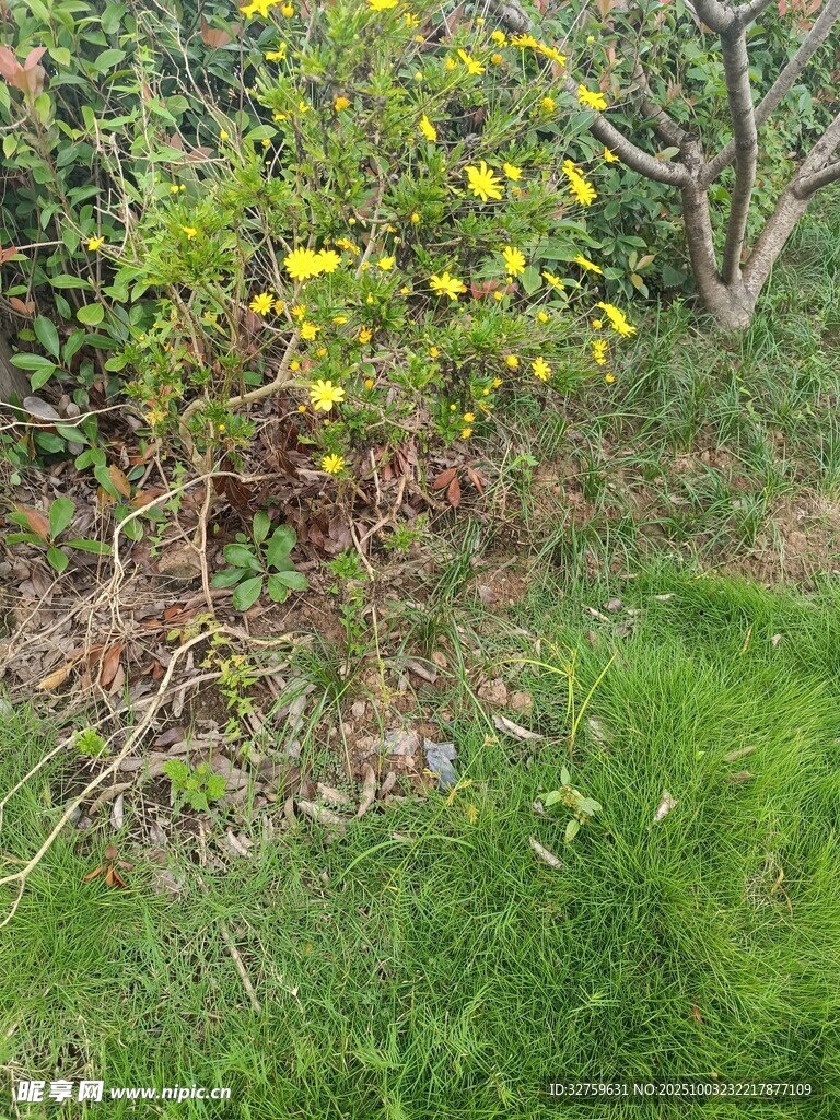 野外盛開(kāi)的黃色小花植物