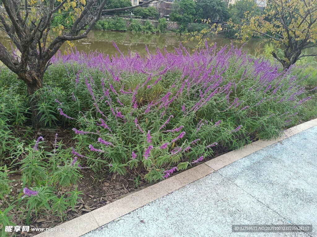 路邊紫色花卉景觀
