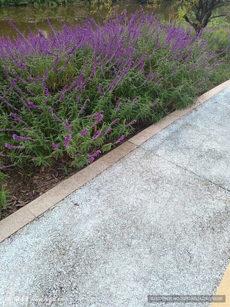 路邊紫色花叢景觀