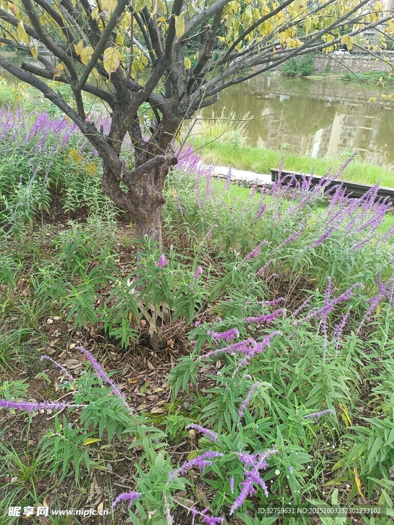 樹下花草景觀