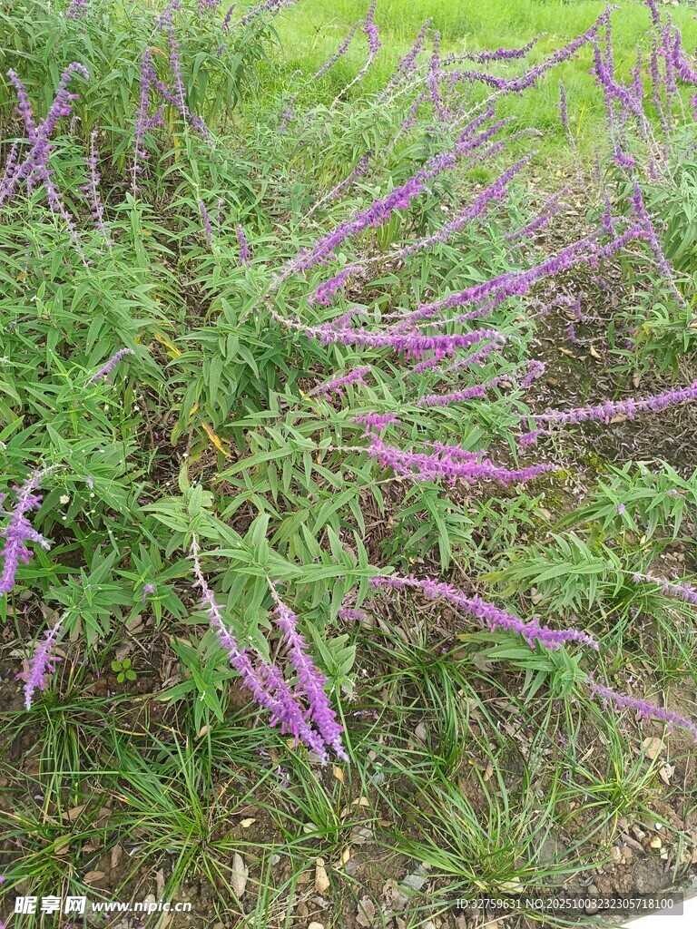 紫色花卉植物特寫