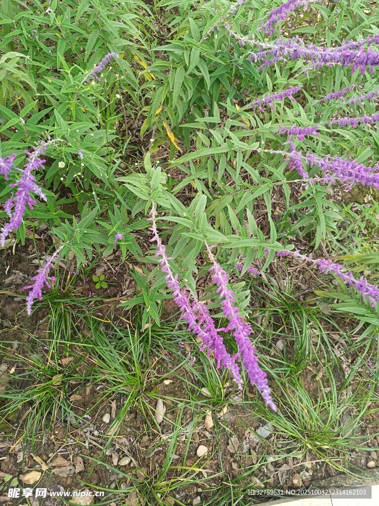 紫色穗狀花卉特寫