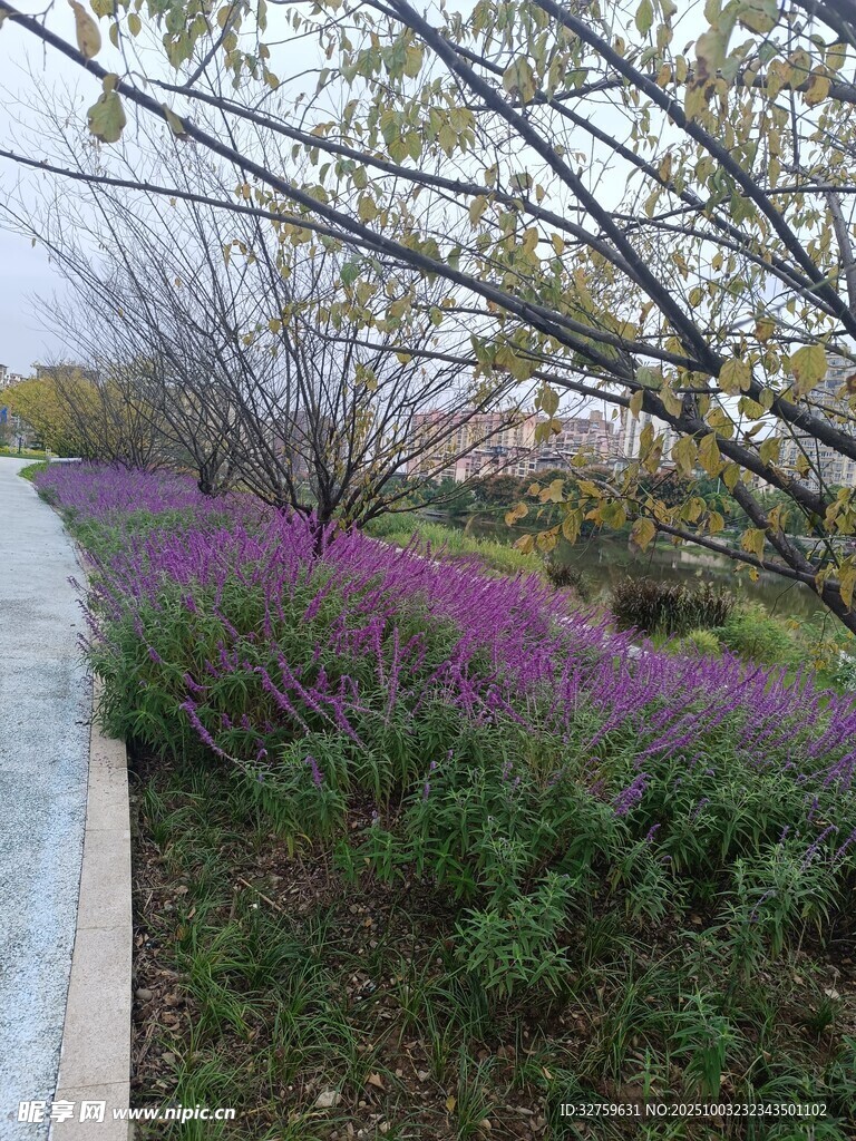 春日路邊紫色花卉景觀