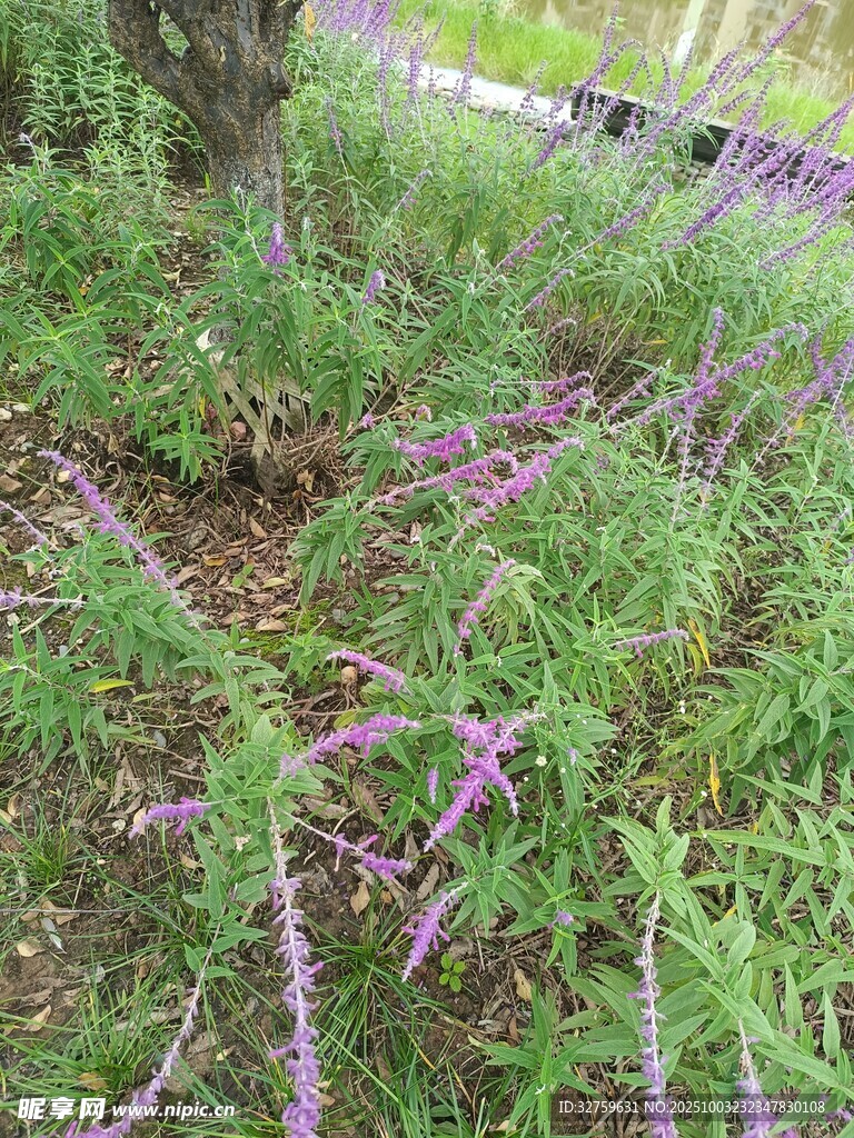 紫色小花綻放于草叢中