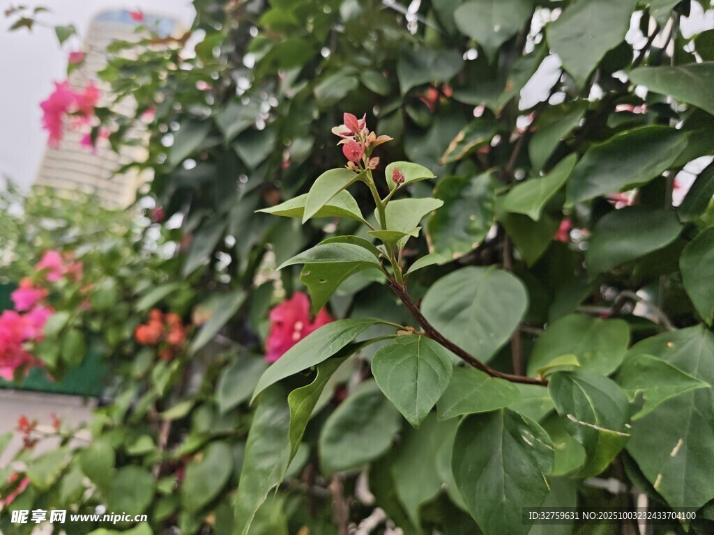 綠葉間綻放的嬌艷花朵