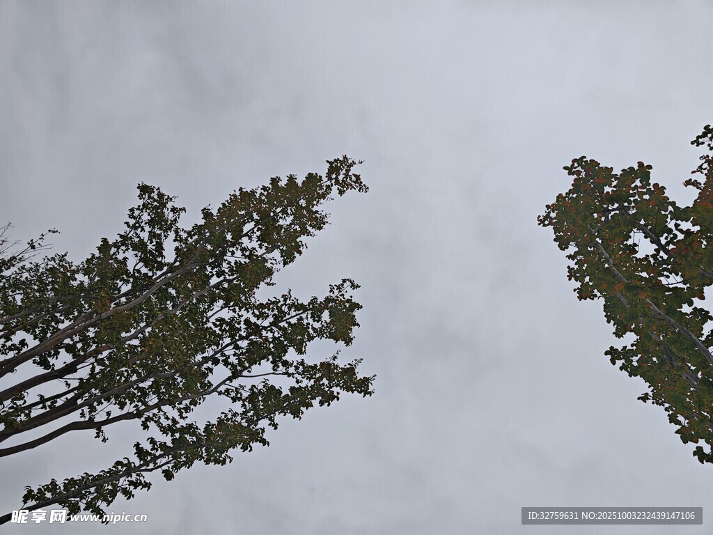 樹梢之上的灰白天空