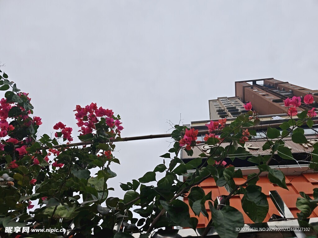 墻頭綻放的艷麗花朵