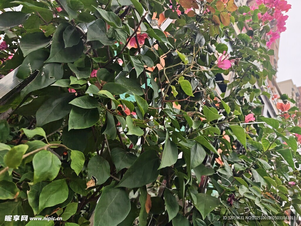 綠葉叢中綻放的嬌艷花朵