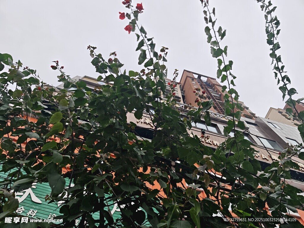 枝頭繁花綻放