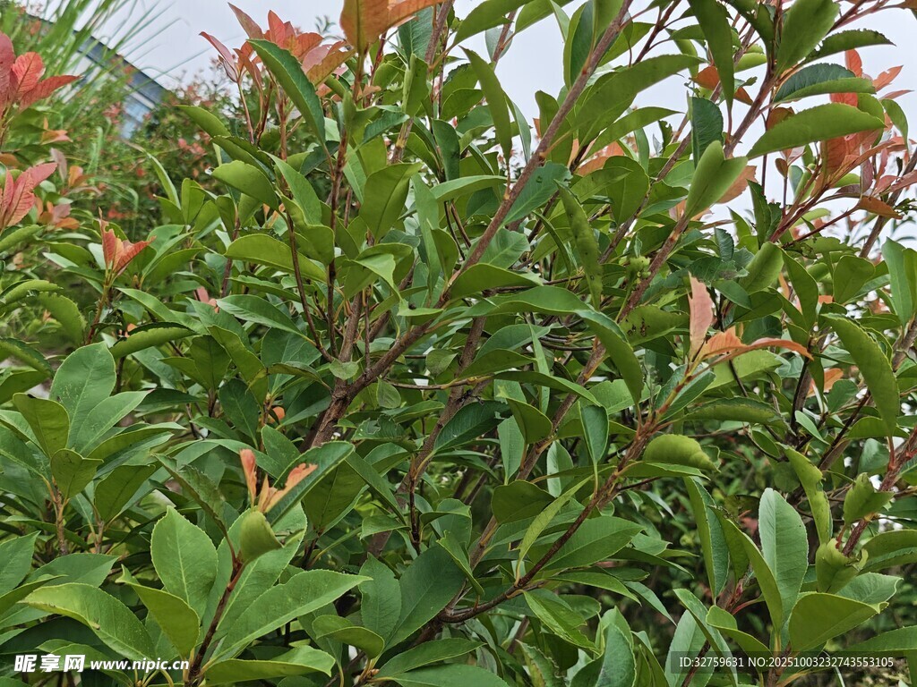 綠葉間的繁茂花卉