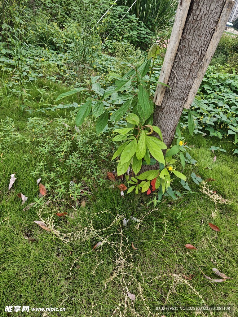 樹干旁的綠植花卉