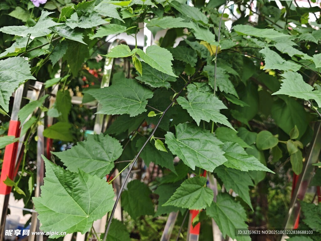 綠葉繁茂的植物