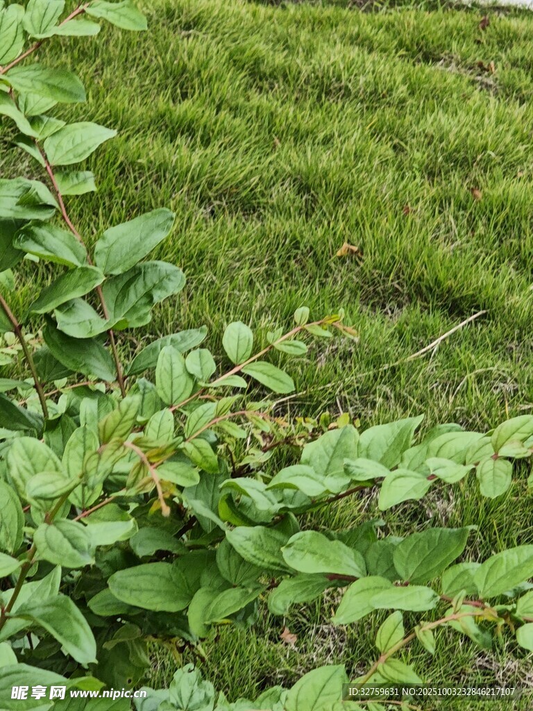 綠意盎然的草地與植物