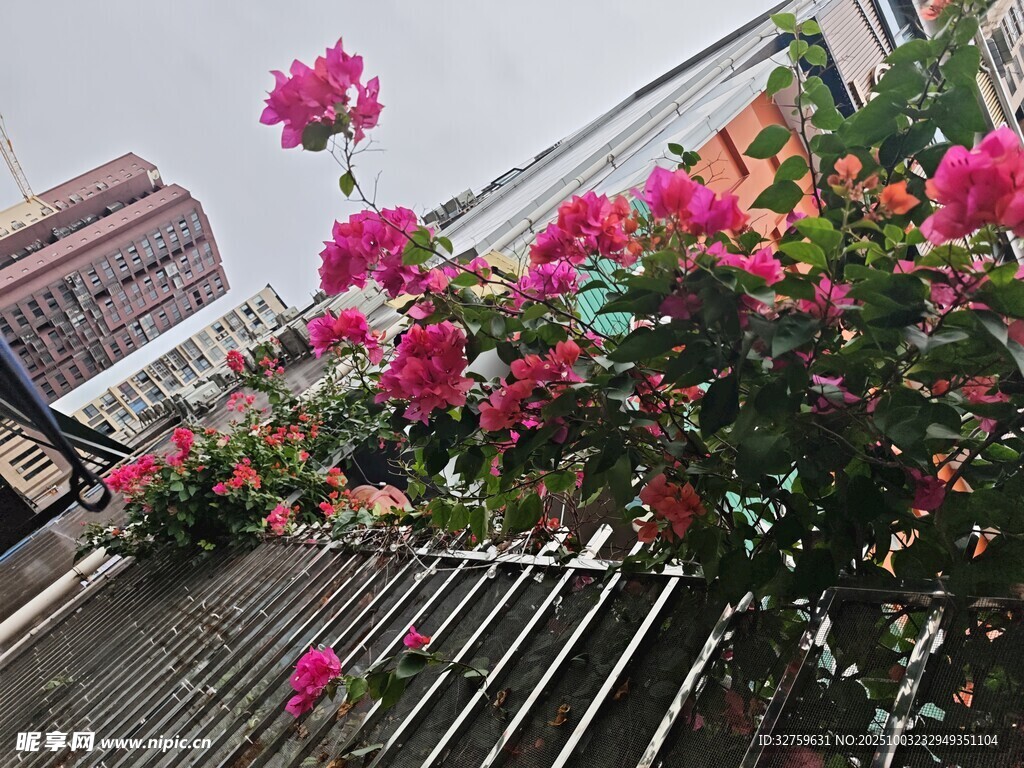 陽臺綻放的艷麗粉色花朵