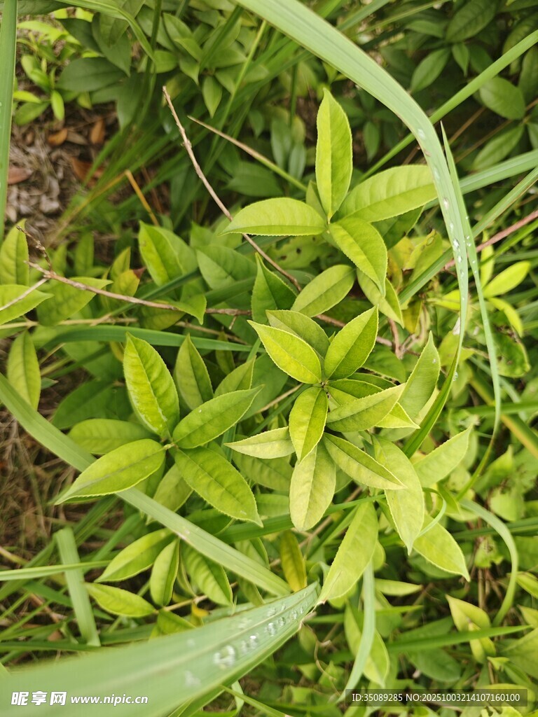 嫩綠叢生植物特寫