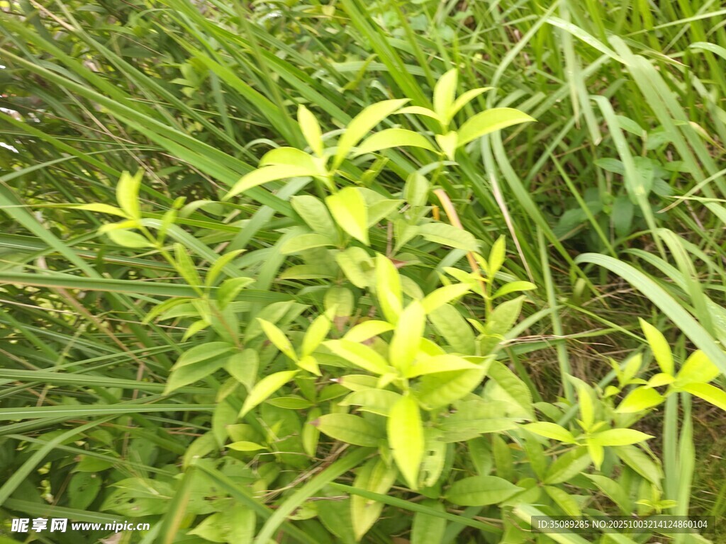 田野中的嫩綠植物