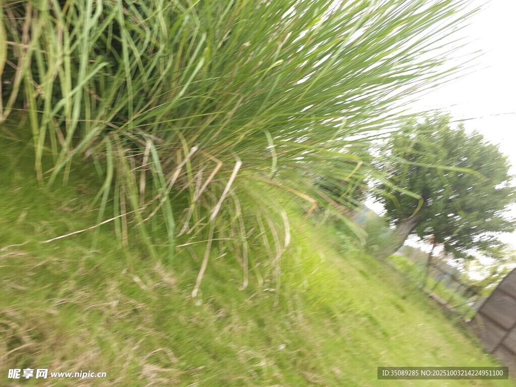 草地旁的蔥郁綠植