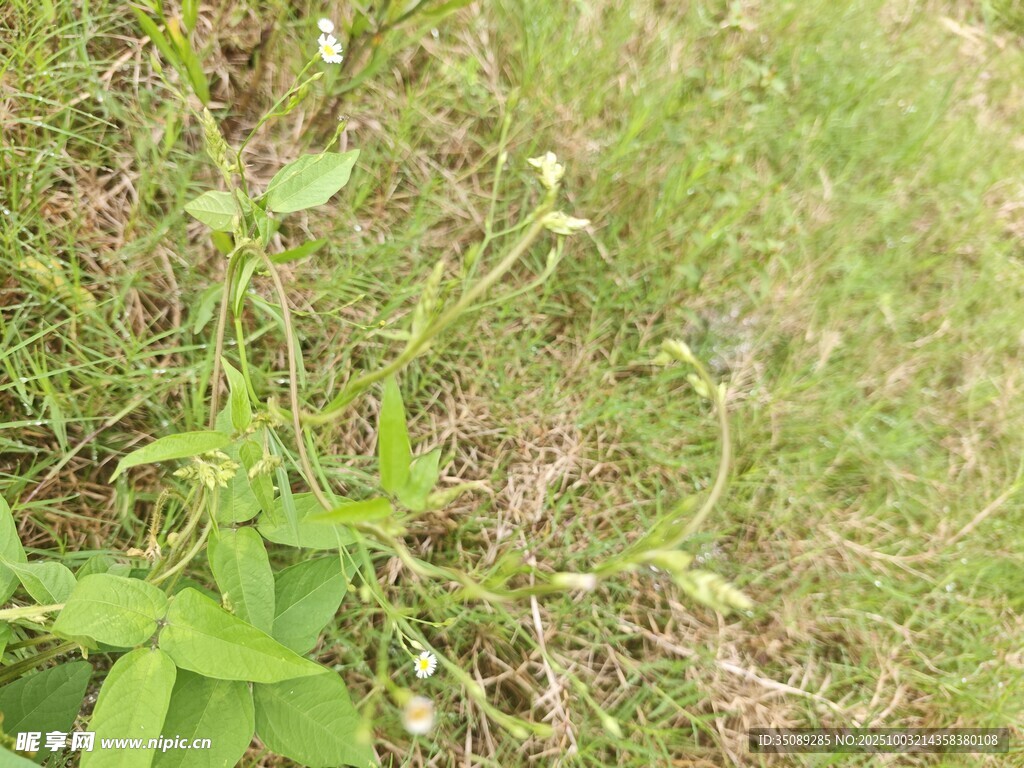野外嫩綠植物特寫