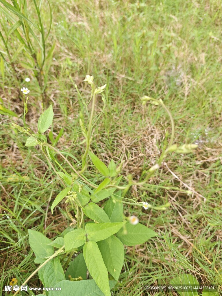 草地中的綠色植物