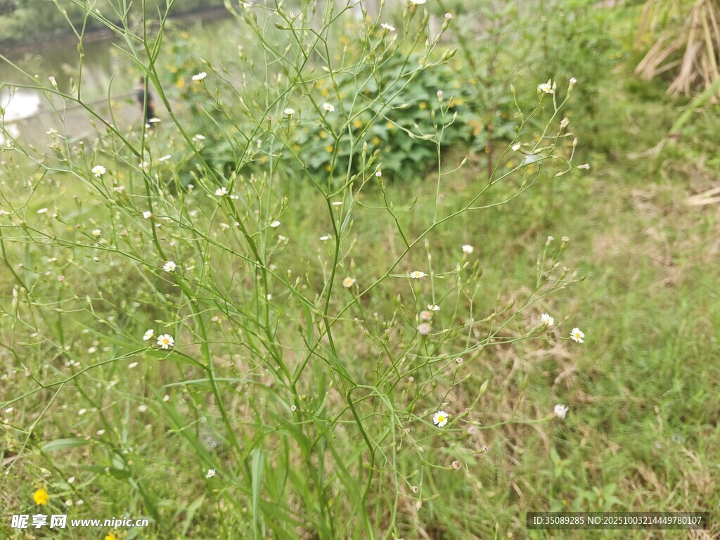 野外草地與零星小花景觀