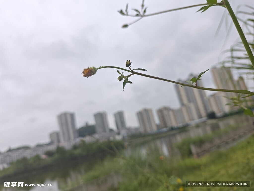 城市邊的自然花草景致