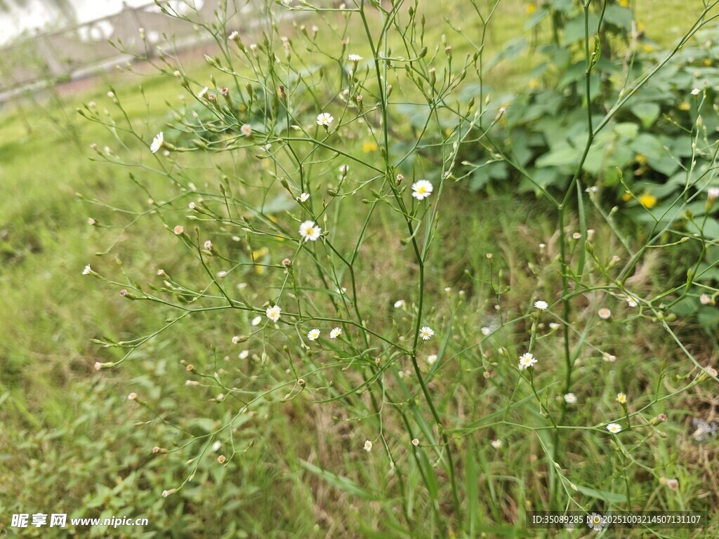 野外草地植物景象