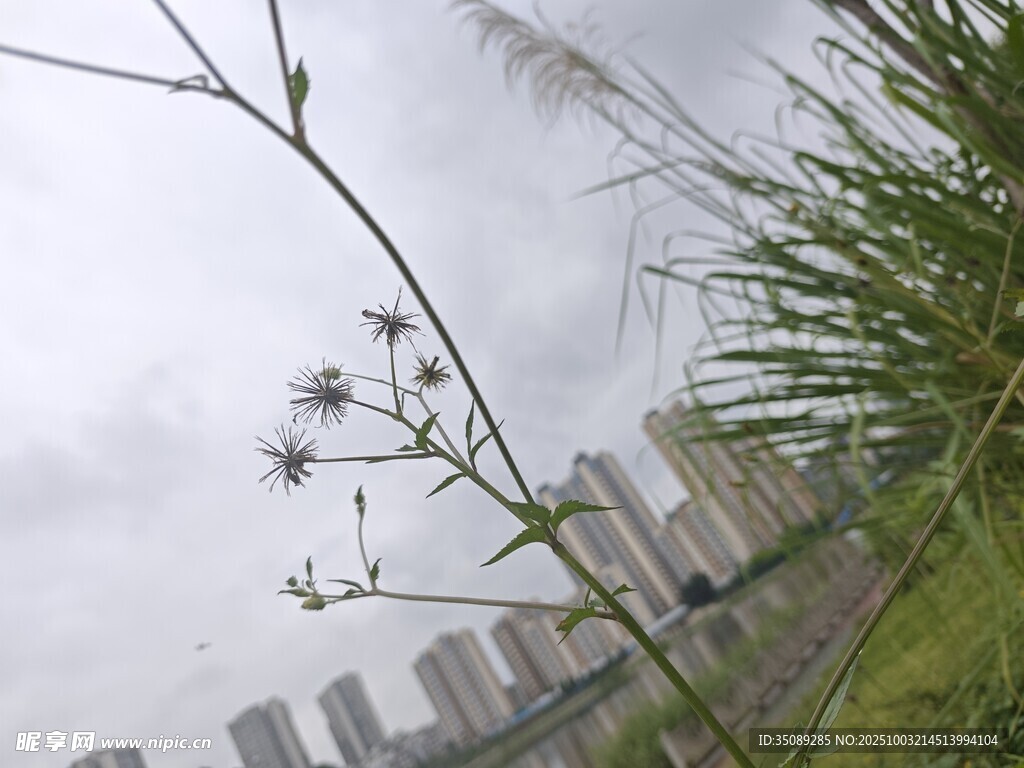 城市邊的野草與高樓景觀