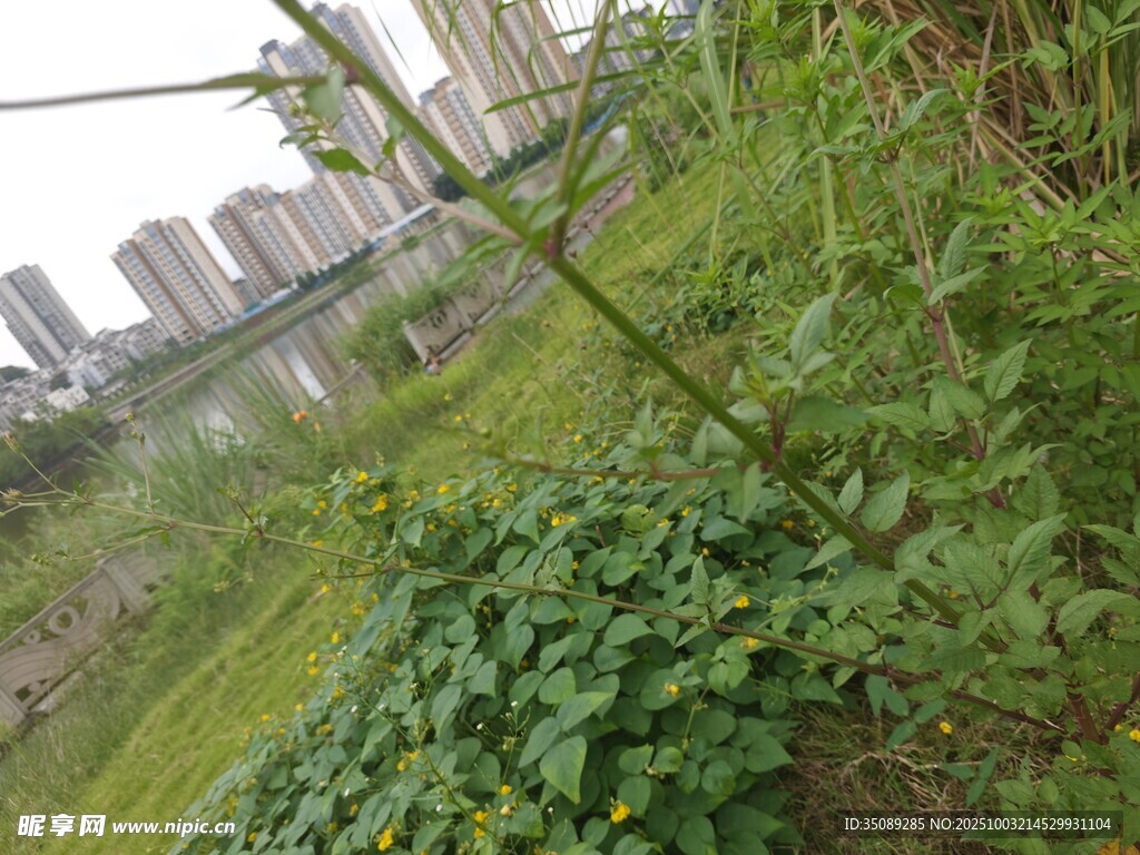 城市邊的繁茂綠植景觀(guān)