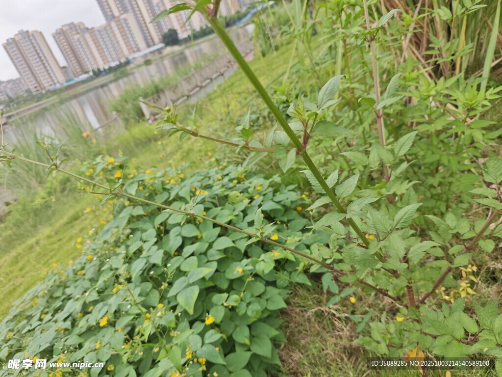 城市邊的繁茂綠色植物
